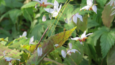 Epimedium Amanogawa.JPG