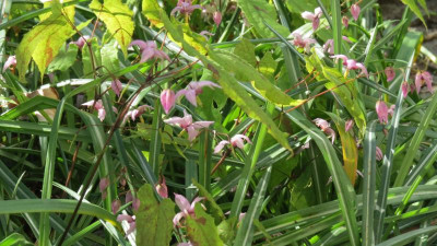 Epimedium Enchantress.JPG