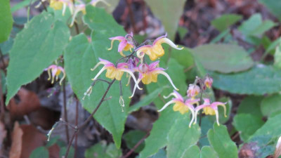 Epimedium Fire Dragon.JPG