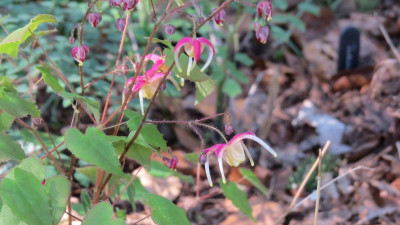 Epimedium Yokihi.JPG