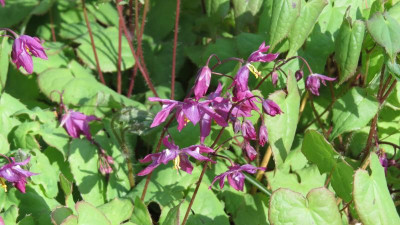Epimedium Fukujuji.JPG
