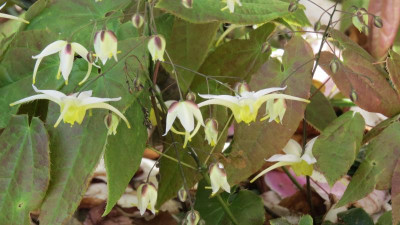 Epimedium Limelight.JPG