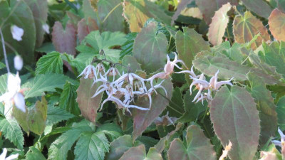 Epimedium lishihchenii.JPG