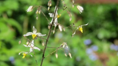 Epimedium brevicornu.JPG