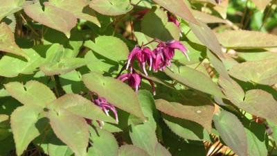 Epimedium Red Beauty.JPG