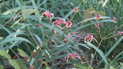 Epimedium Stormcloud.JPG