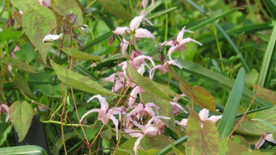 Epimedium Togen.JPG