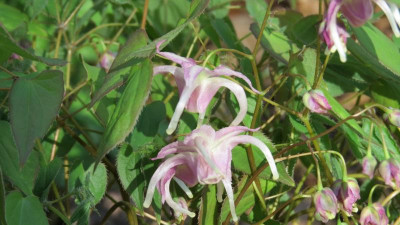 Epimedium unbekannter Sämling.JPG