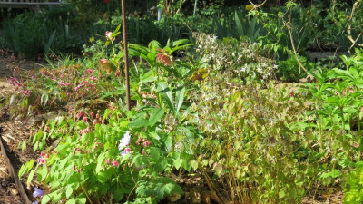Epimedium diverse.JPG