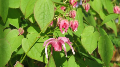 Epimedium Akagiza Kura 2.JPG