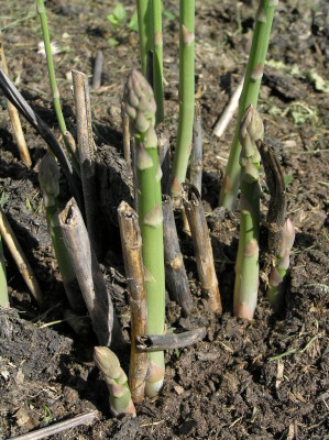 Grünspargel April 2019 004.JPG