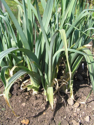 Grünspargel April 2019 011.JPG