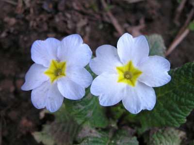 Grünspargel April 2019 013.JPG