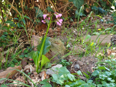 Bergenia Wintermärchen P4220478.JPG