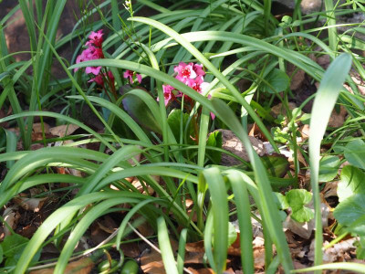 Bergenia Flirt P4220479.JPG