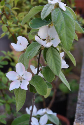 durch den Garten Ostern 19 014.JPG
