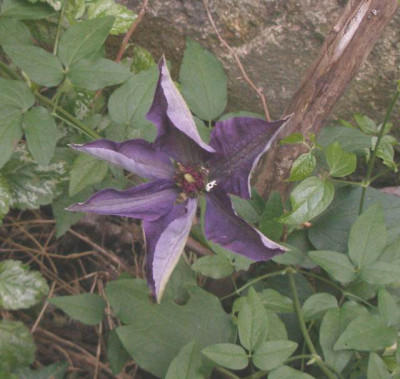 clematis_nichtvioletterstern_2007-05-18.jpg