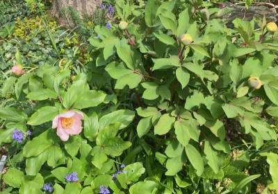 paeonia-mloko-saemling-rosa.jpg