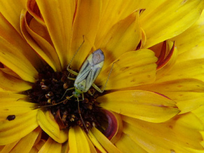 Adelphocoris-.jpg