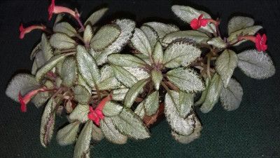 Episcia Silver Skies.jpg