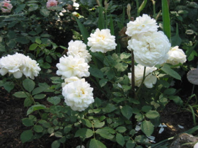 Weisse_Gruss_an_Aachen_07_1.jpg