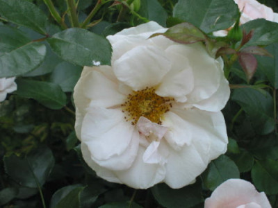 Queens_Palace_Mai_07_2.jpg