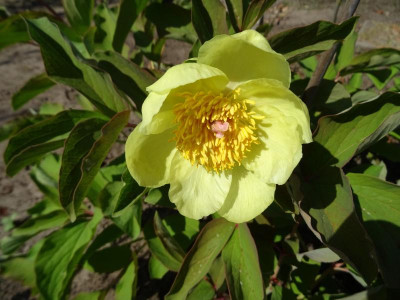 Paeonia mlokosewitschii April 2019.JPG