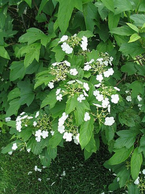 Viburnum_dentatum_fars_2007.jpg