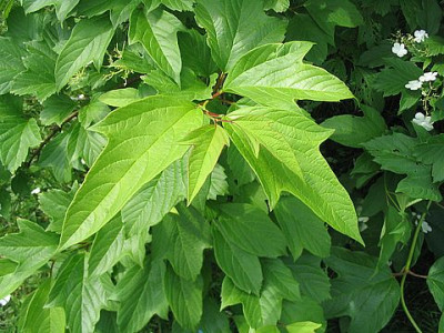 Viburnum_dentatum_2_fars_2007.jpg