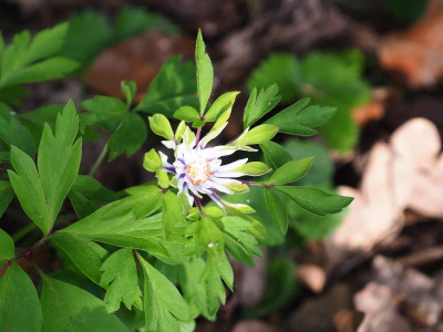 Anemone nemorosa Multiplicity P4220002.JPG