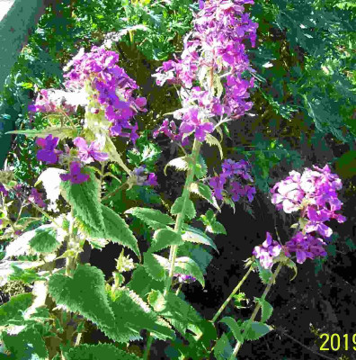 100_7657 pan. Mondviole.jpg