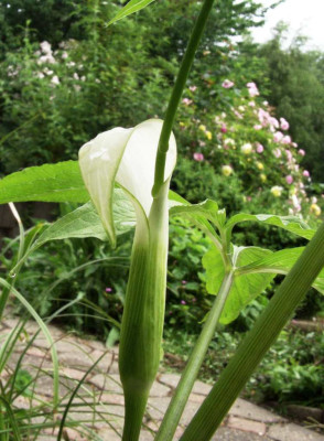 Arisaema_saxatile_07.jpg