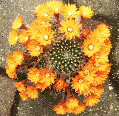 Rebutia_marsoneri_07.jpg