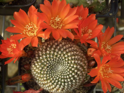 Rebutia_07.jpg