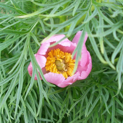 Paeonia tenuifolia rosea 23.04.19.JPG