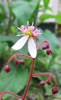 Saxifraga_stolonifera_2_fars_2007.jpg