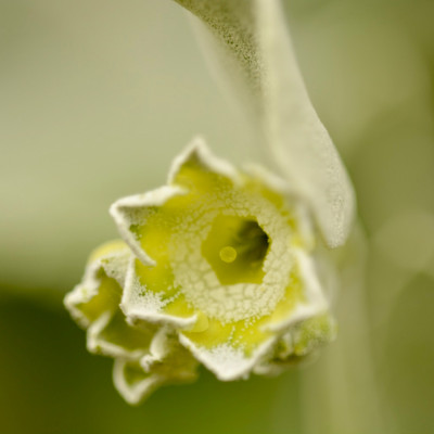 Limone.jpg