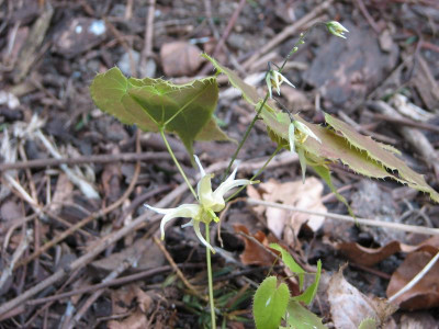 Epimedium lishichenii.jpg
