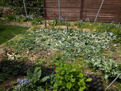 Winterblumenkohl Mulch.jpg