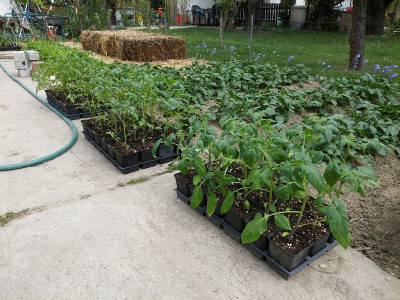 Tomaten19423.jpg