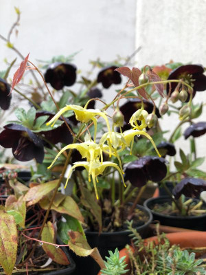 epimedium-lishichenii.jpg