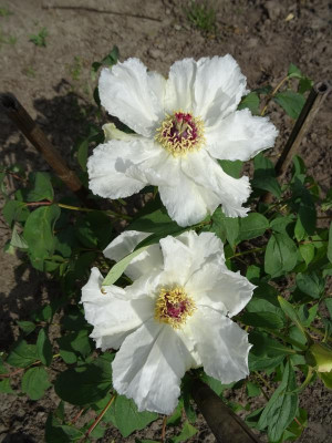 Paeonia suffrutticosa Sämling April 2019.JPG