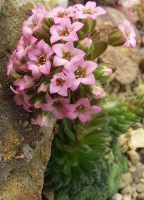 Sedum_pilosum_07.jpg