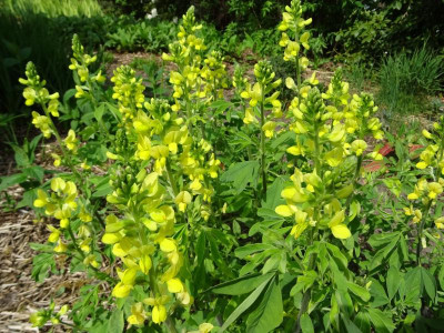 Thermopsis chinensis April 2019.JPG