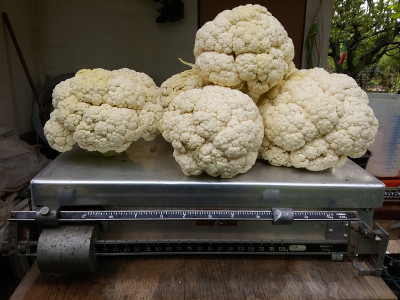 Winterblumenkohl.jpg