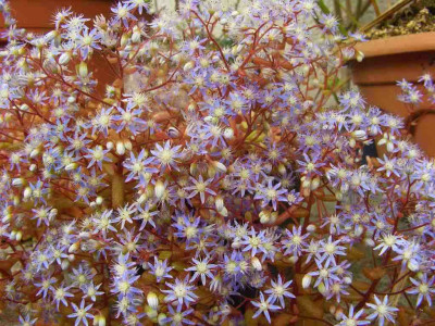 Sedum_caeruleum_07.jpg