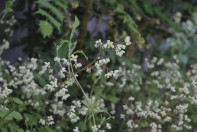 _IGP6487.JPG