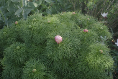 _IGP6527.JPG