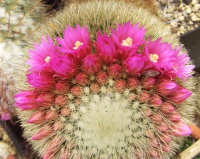 Mammillaria_laui_07.jpg