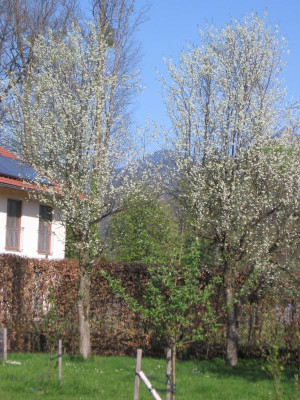 IMG_5406 Zwetschge.jpg